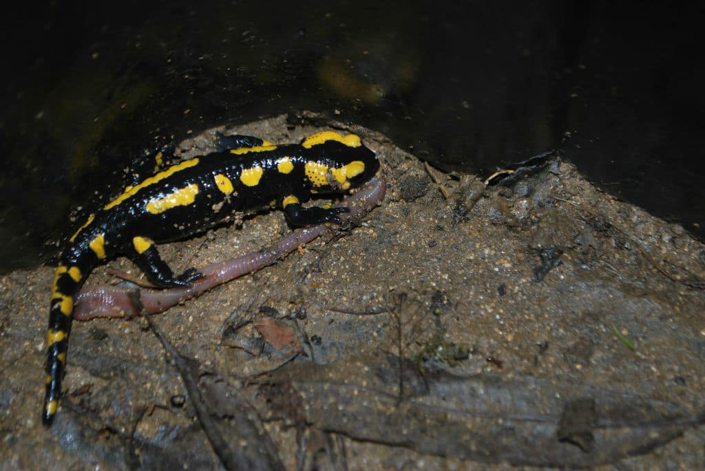 Salamandre