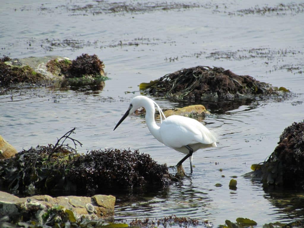 Aigrette