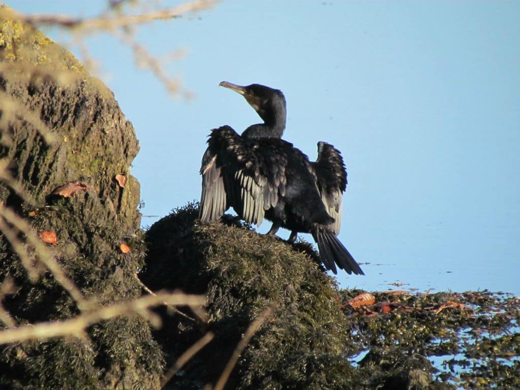 Cormoran