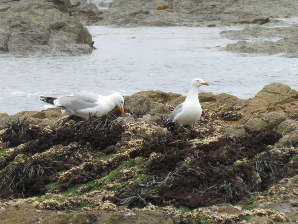 Goeland