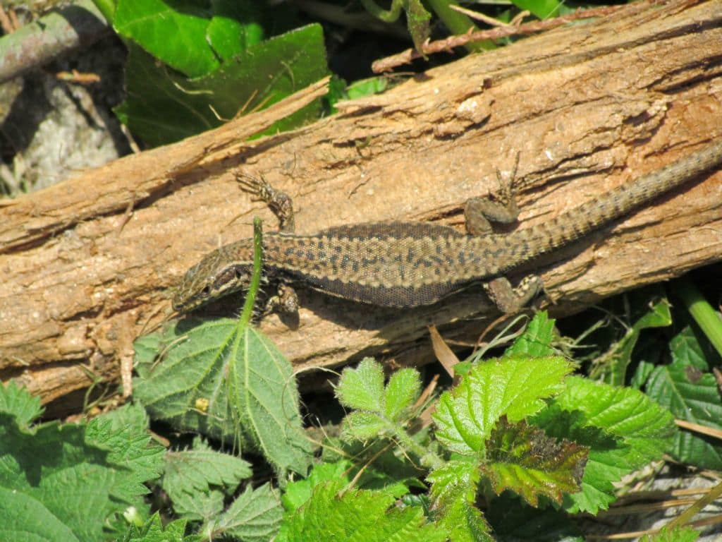 Lezard gris