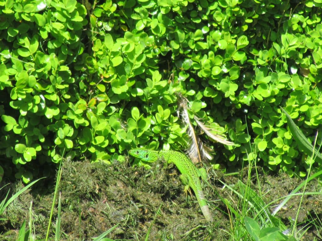 Lezard vert