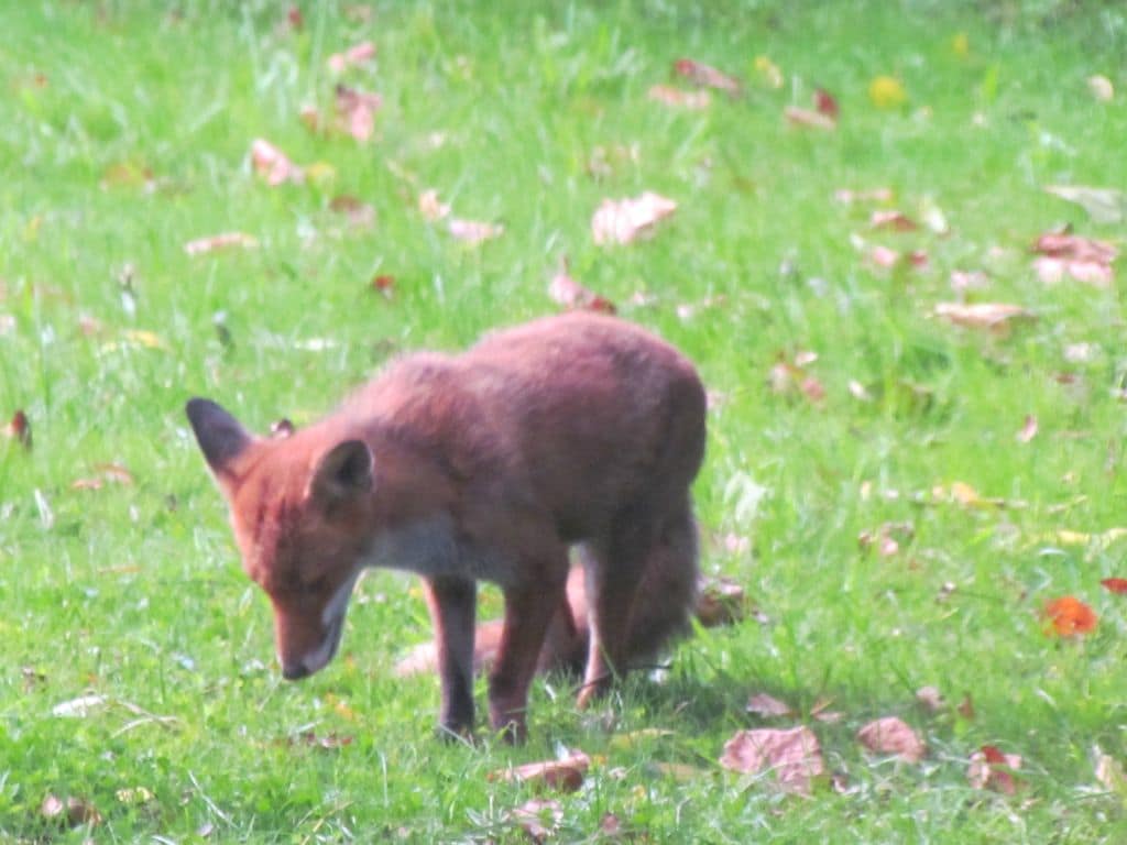 Renard