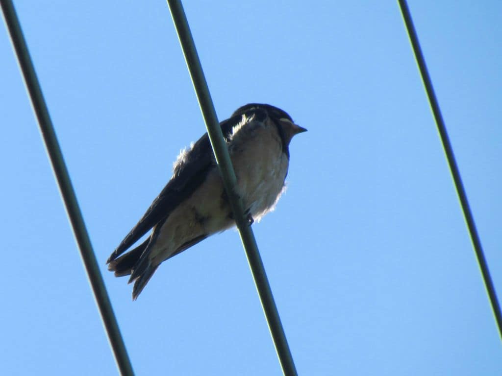 jeune Hirondelle