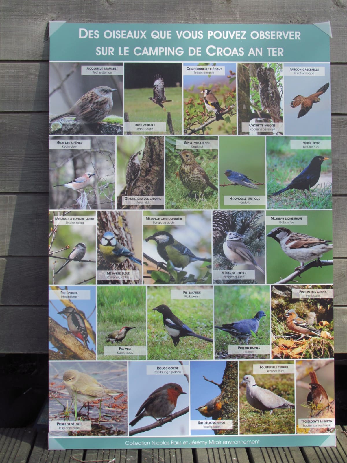 tableau oiseaux