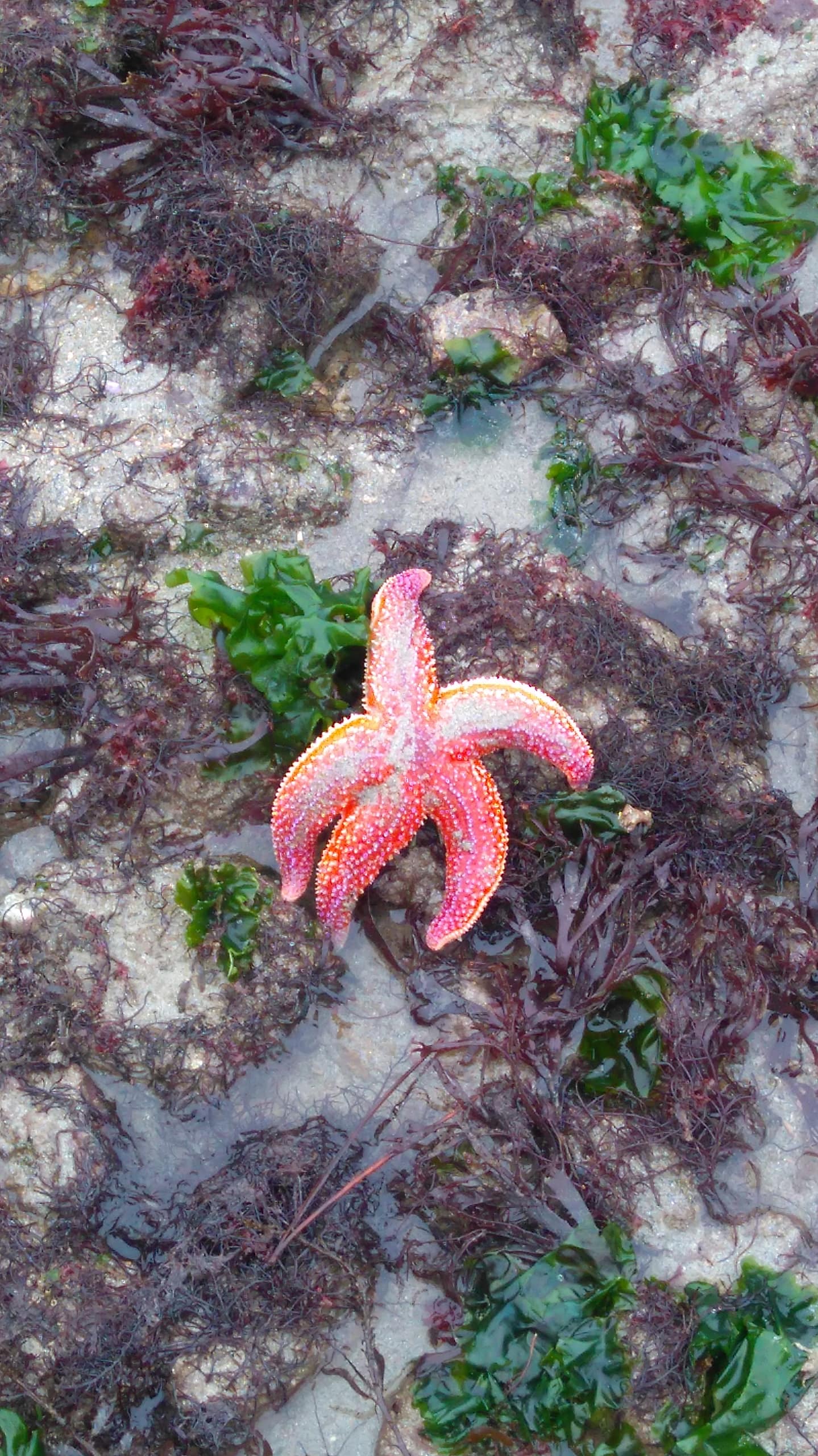 étoile de mer
