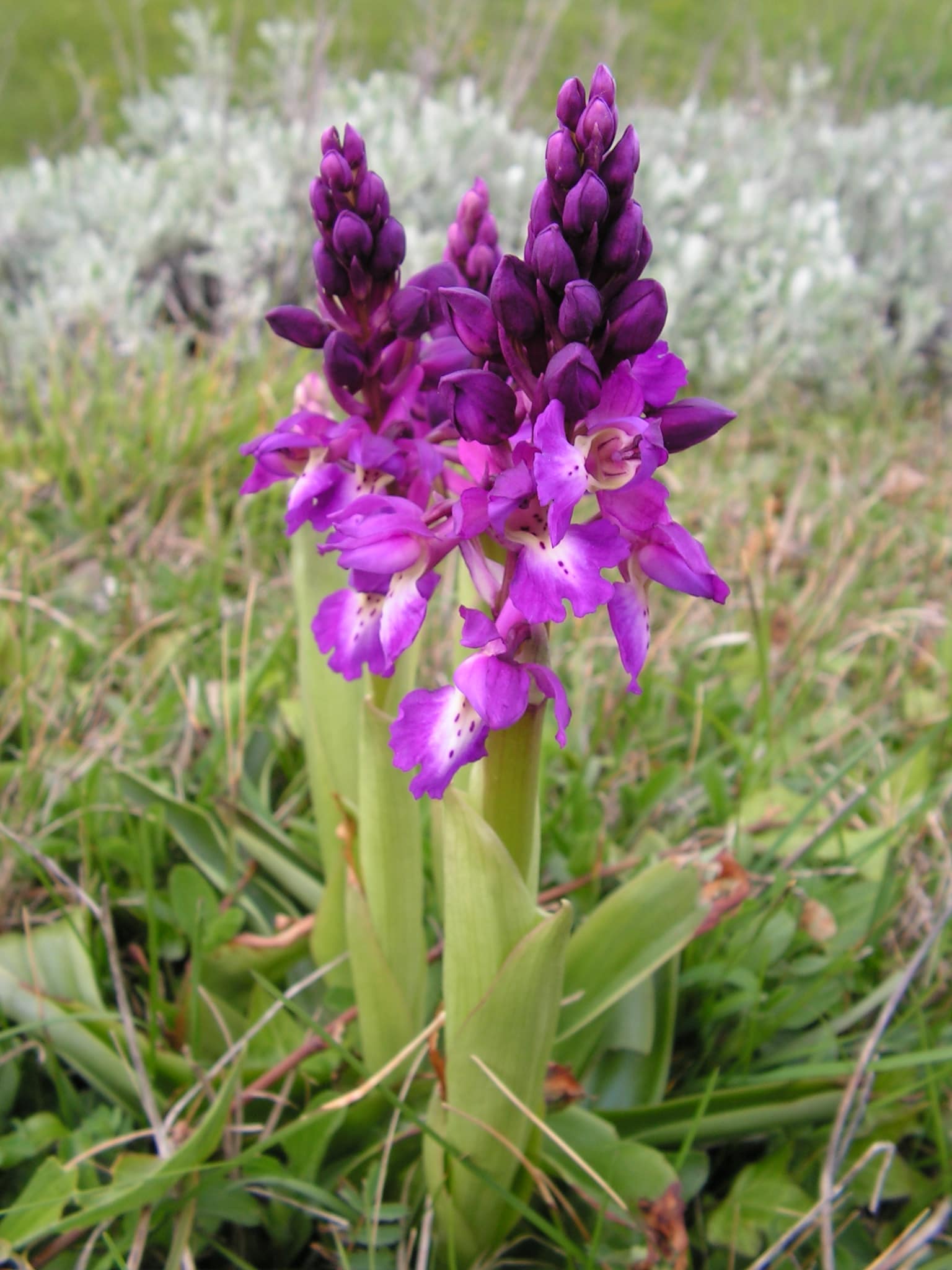 orchidée sauvage