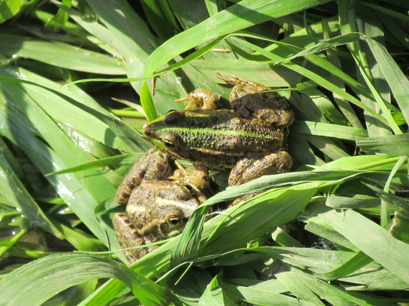 grenouilles