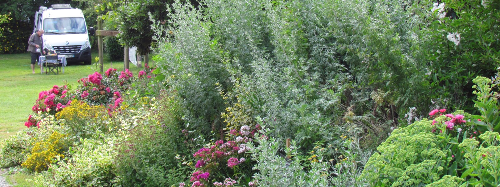 plantes aromatiques plantes aromatiques