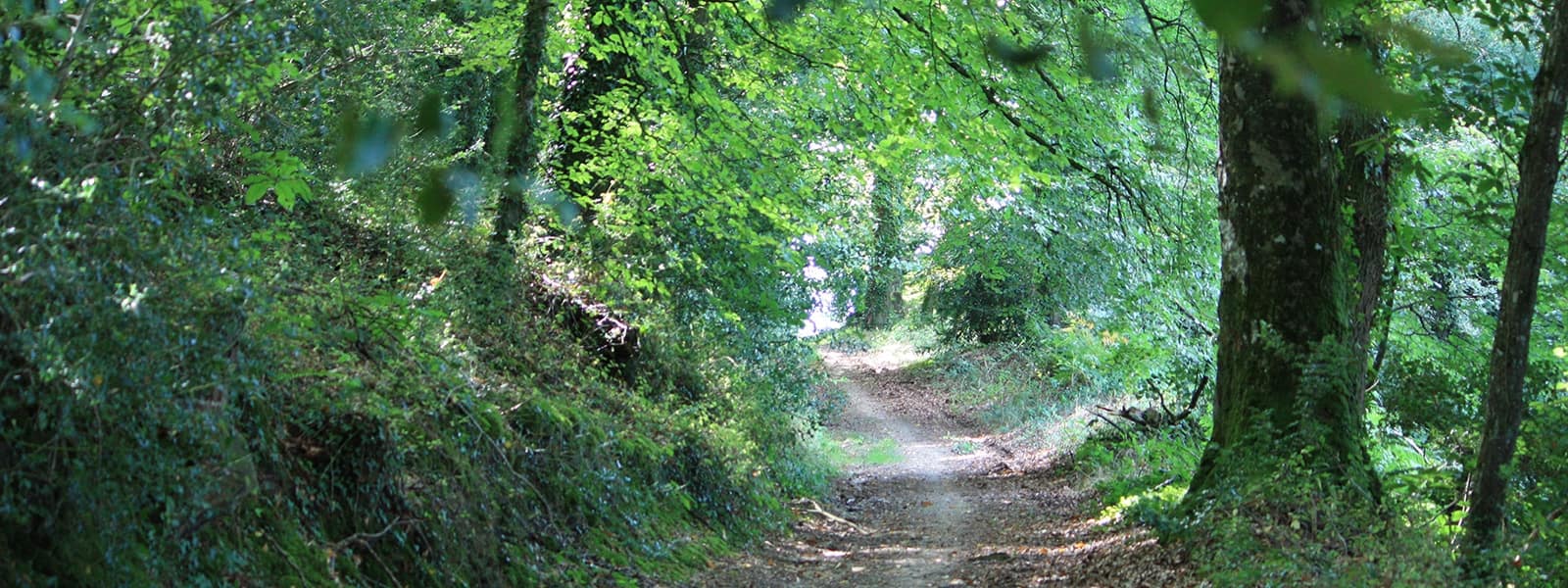 chemin sous-bois chemin sous-bois