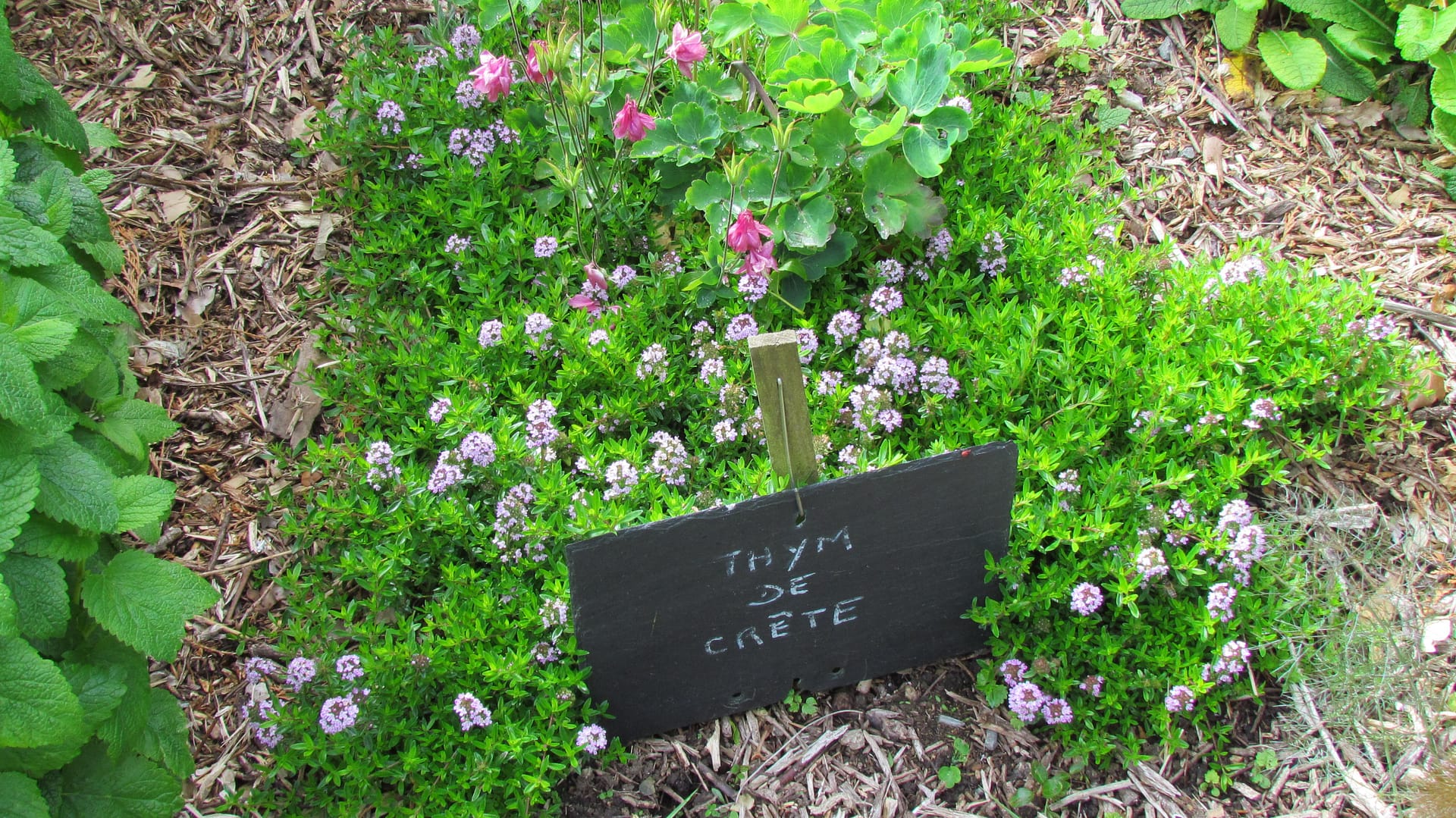 talus aromatique