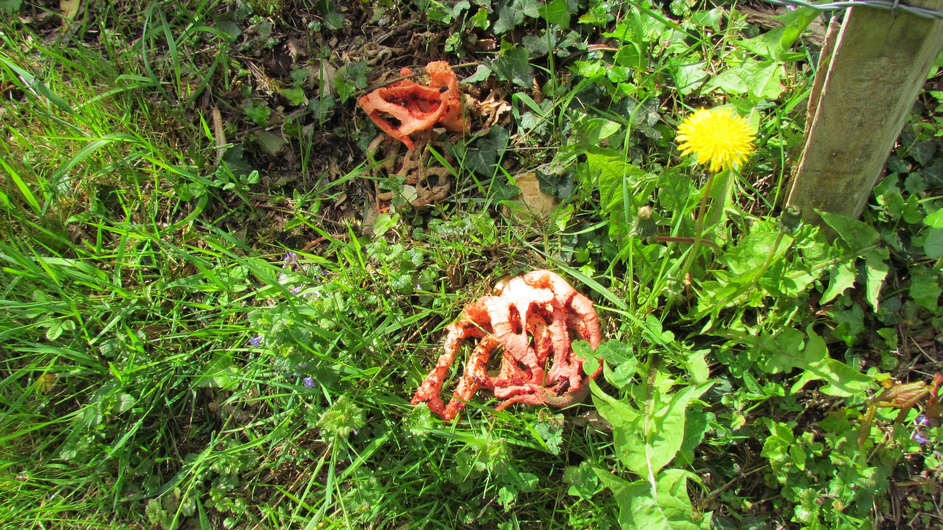 champignon