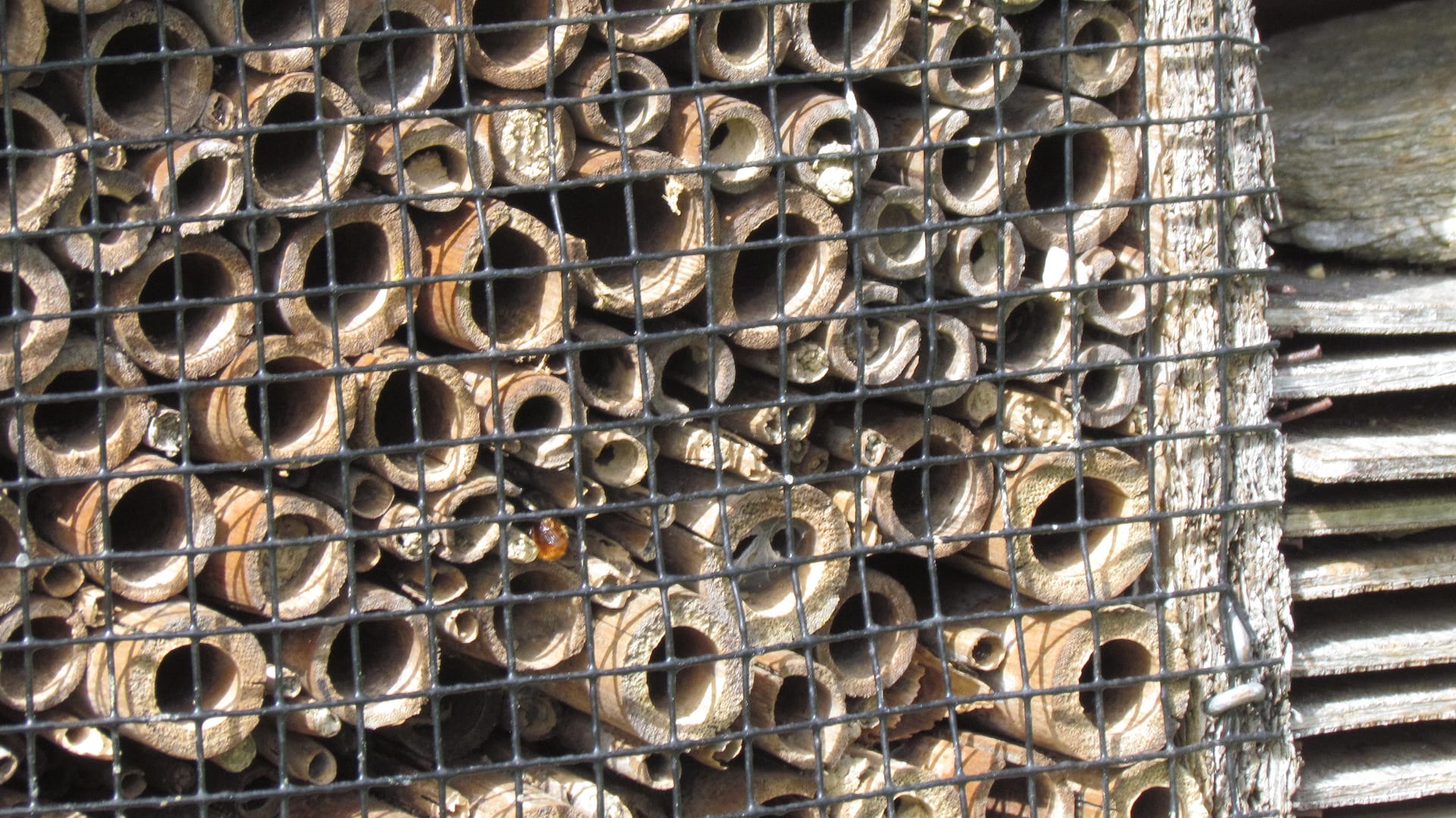 abeilles osmie annonciatrice des beaux jours