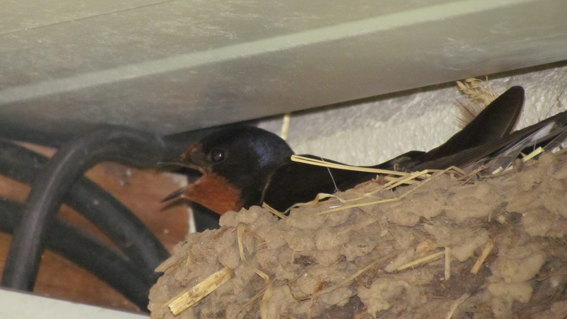 hirondelle rustique au nid
