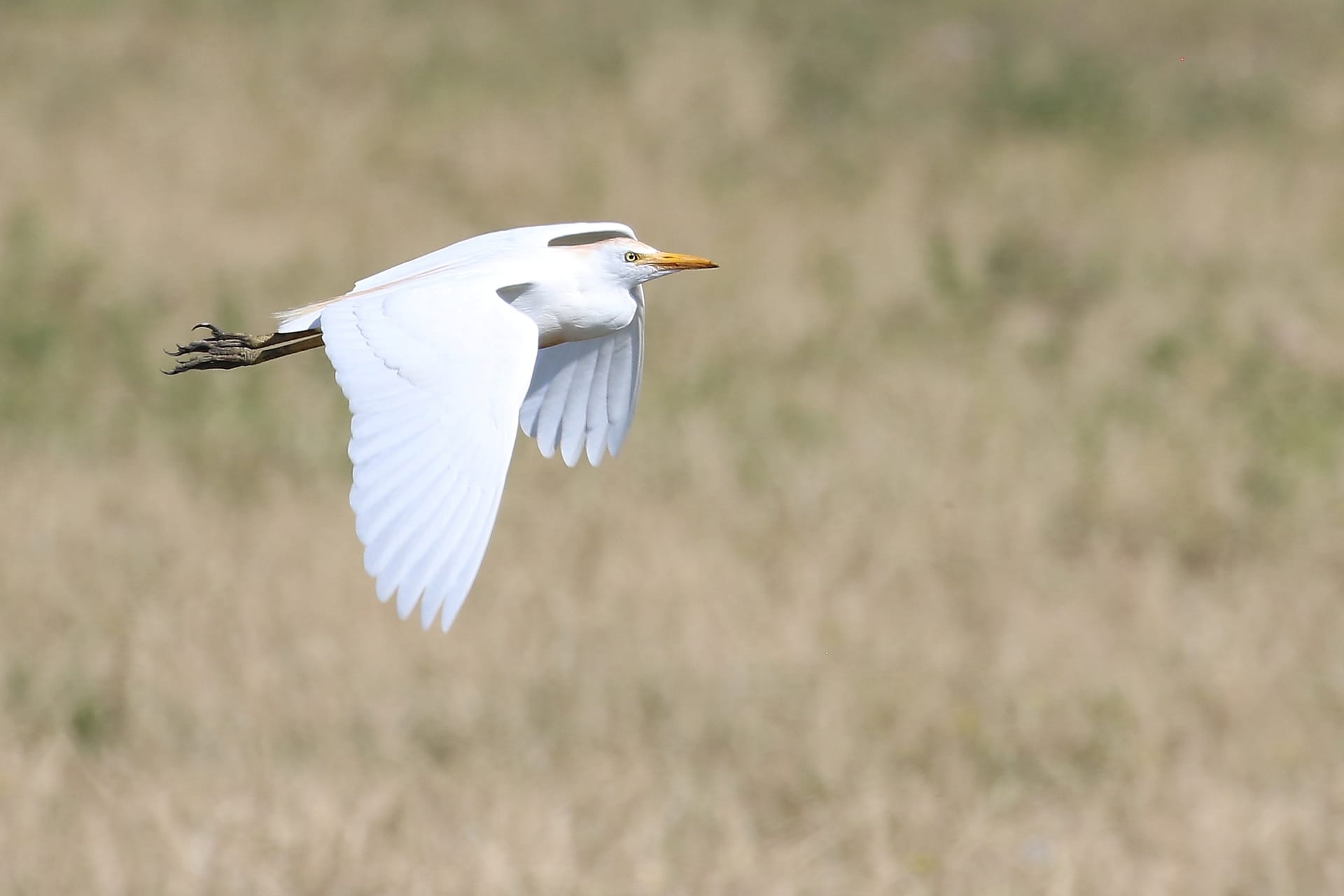 Heron garde-boeuf 1