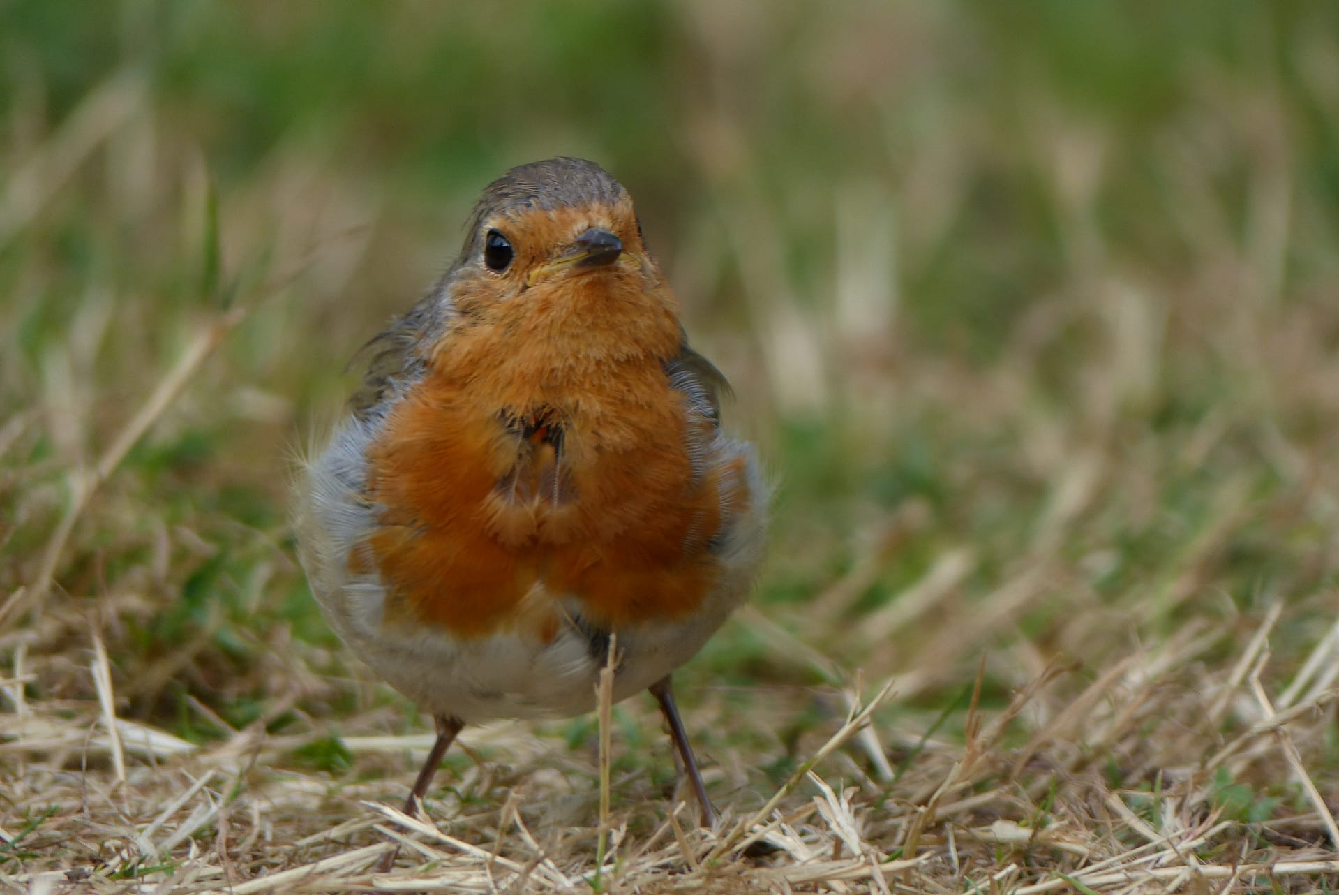 rouge gorge