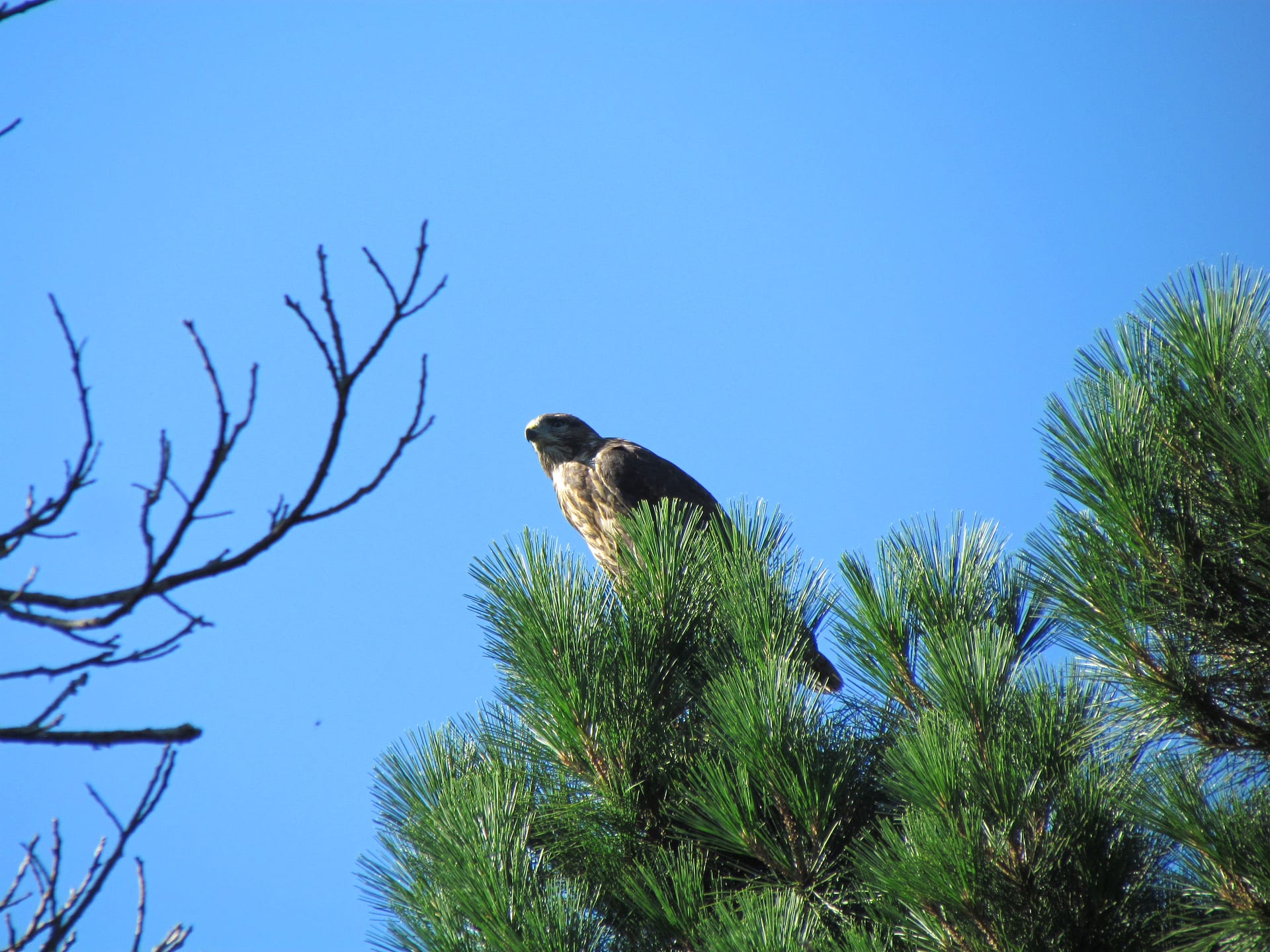 buse variable
