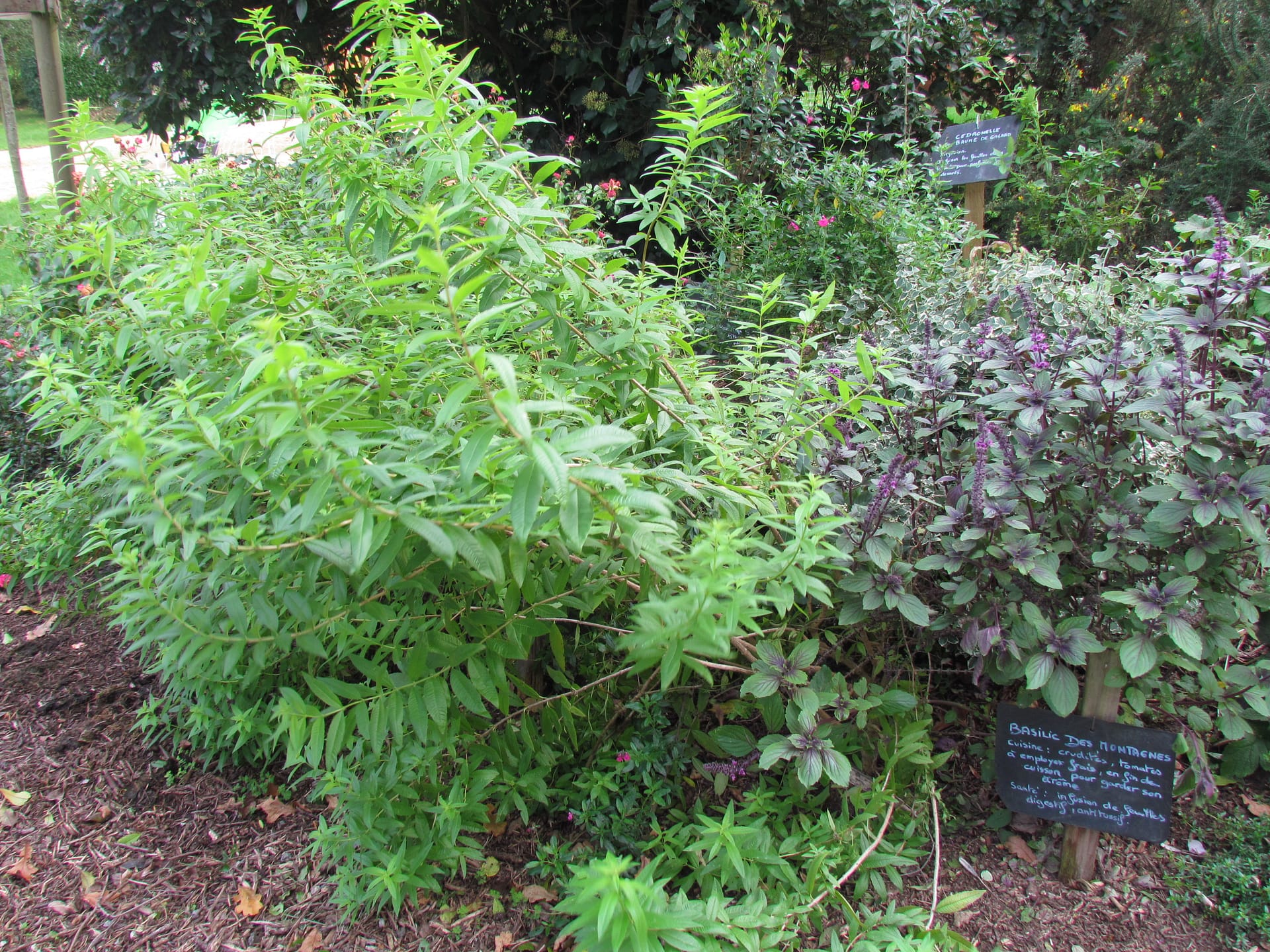 verveine citronnée
