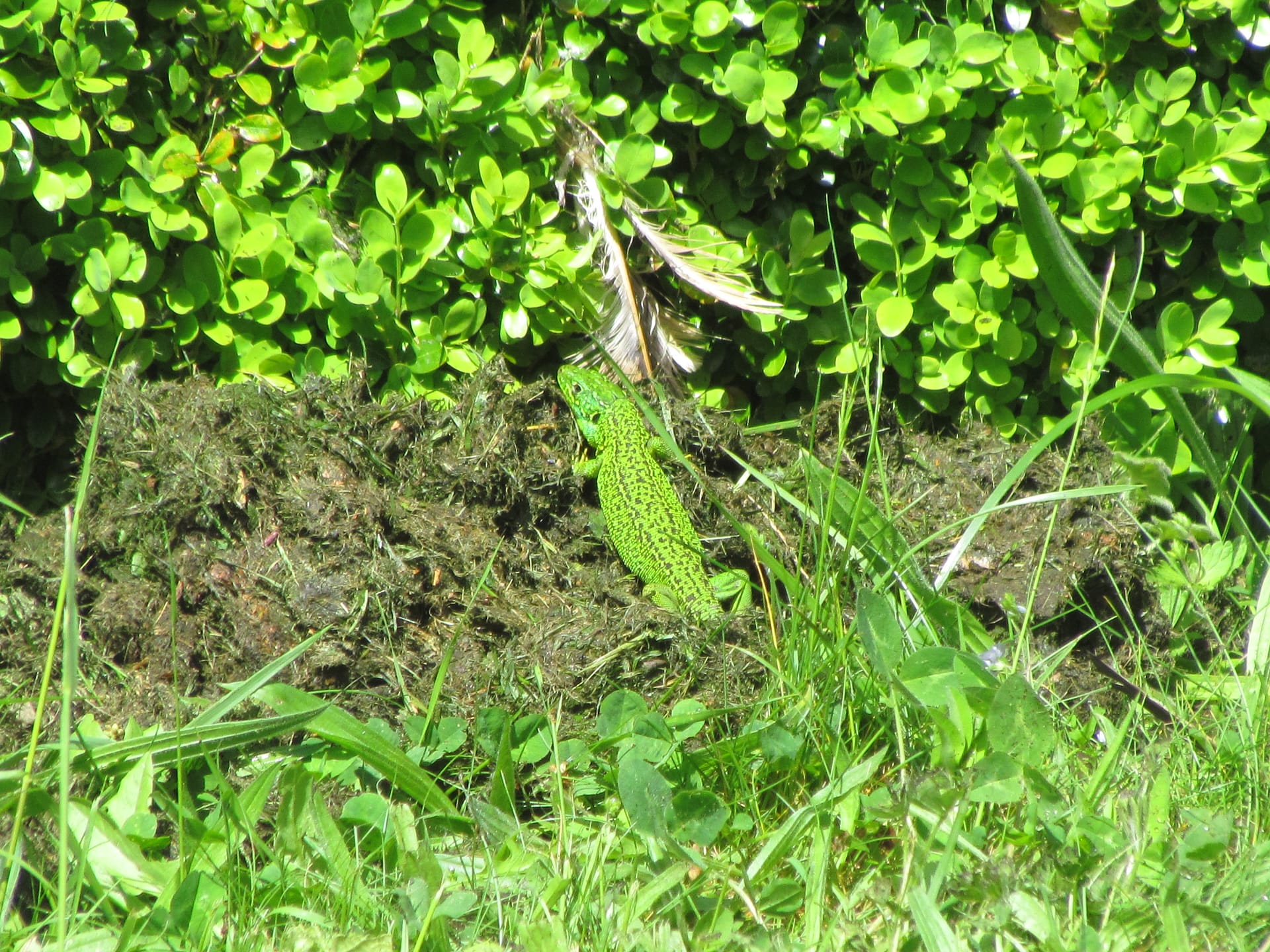 lézard vert