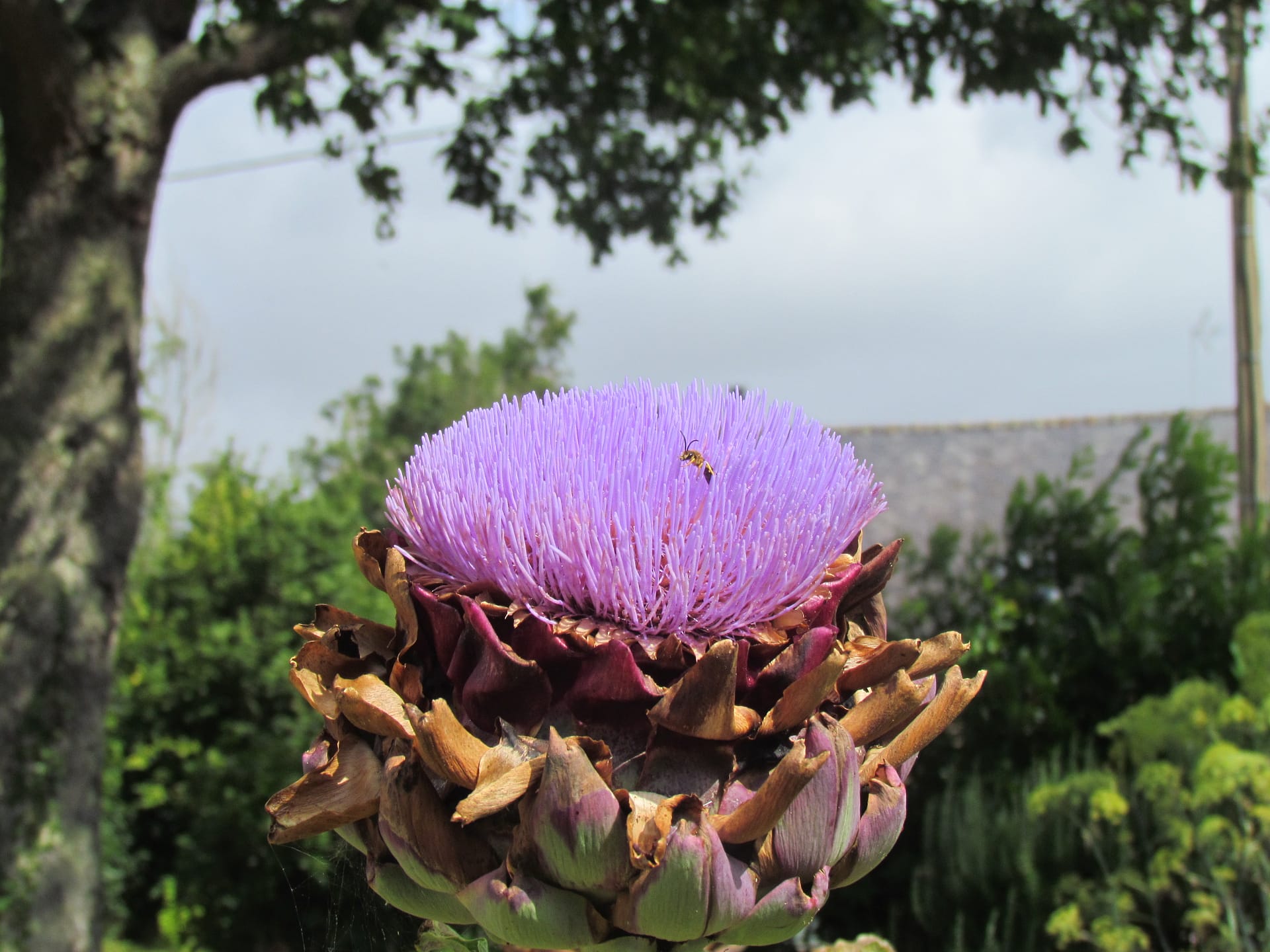 artichaut en fleur
