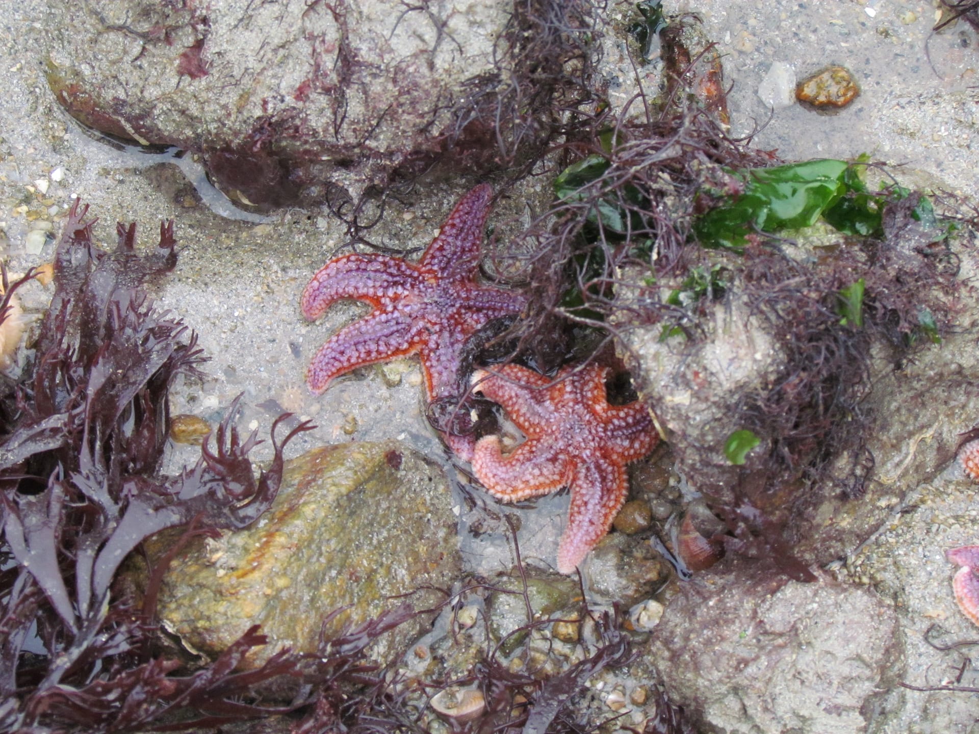 étoile de mer