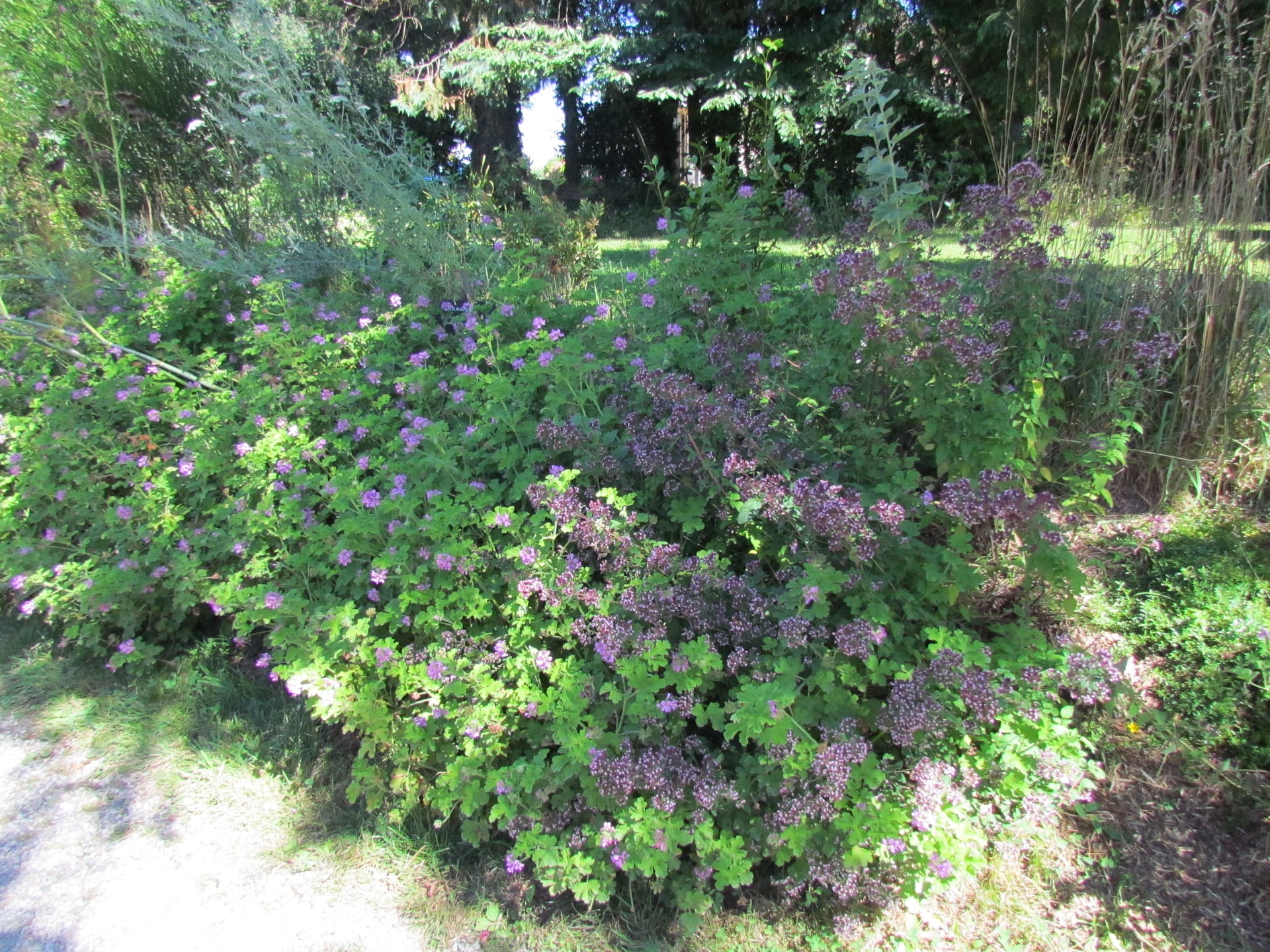 talus plantes aromatiques
