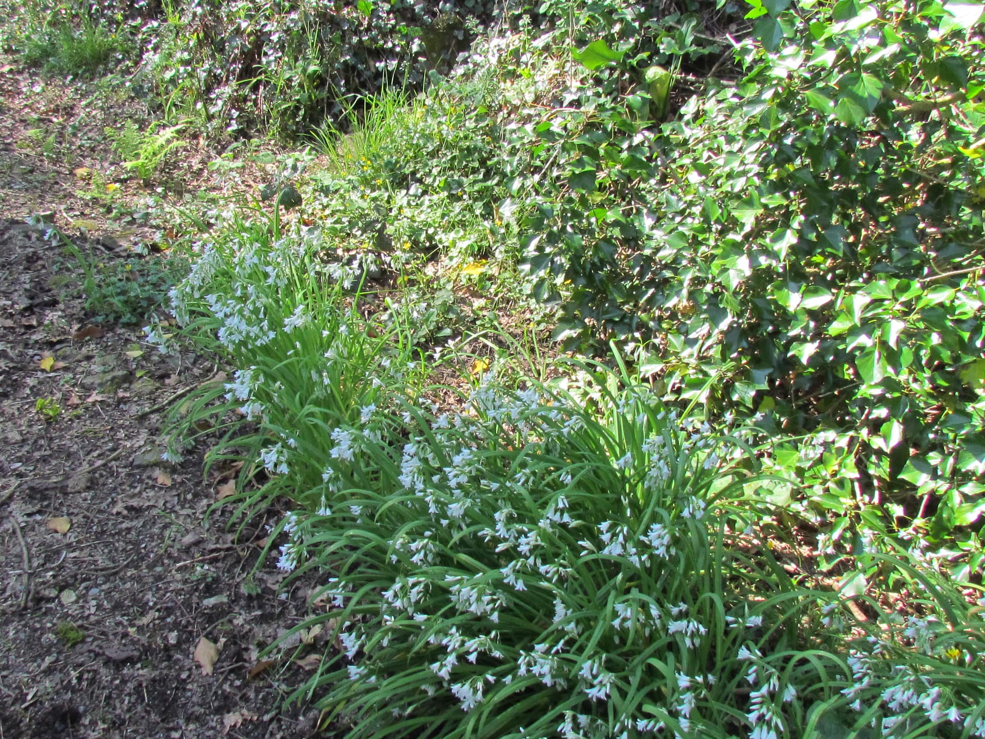 allium triquetrum