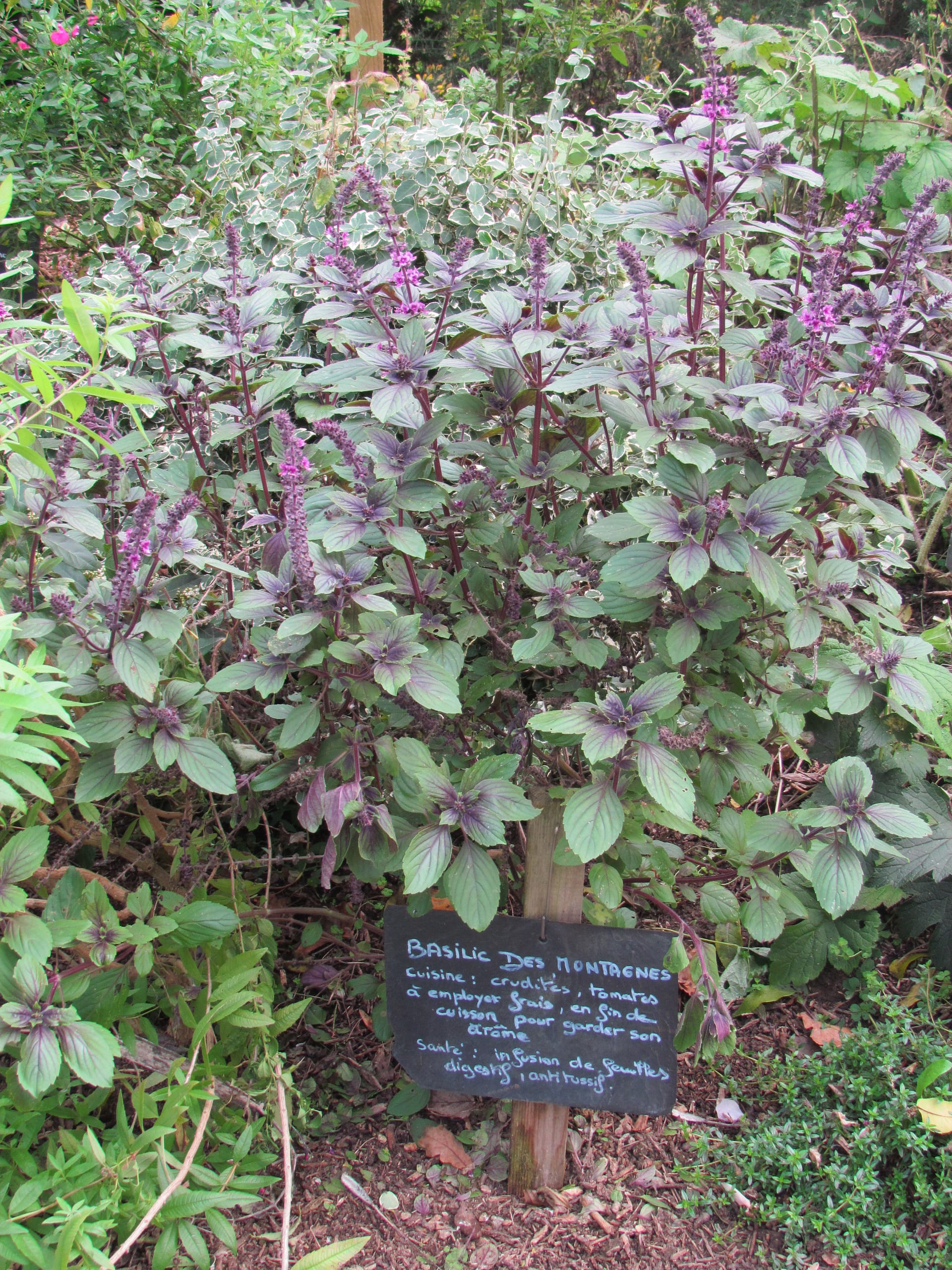 basilic des montagnes aromatique