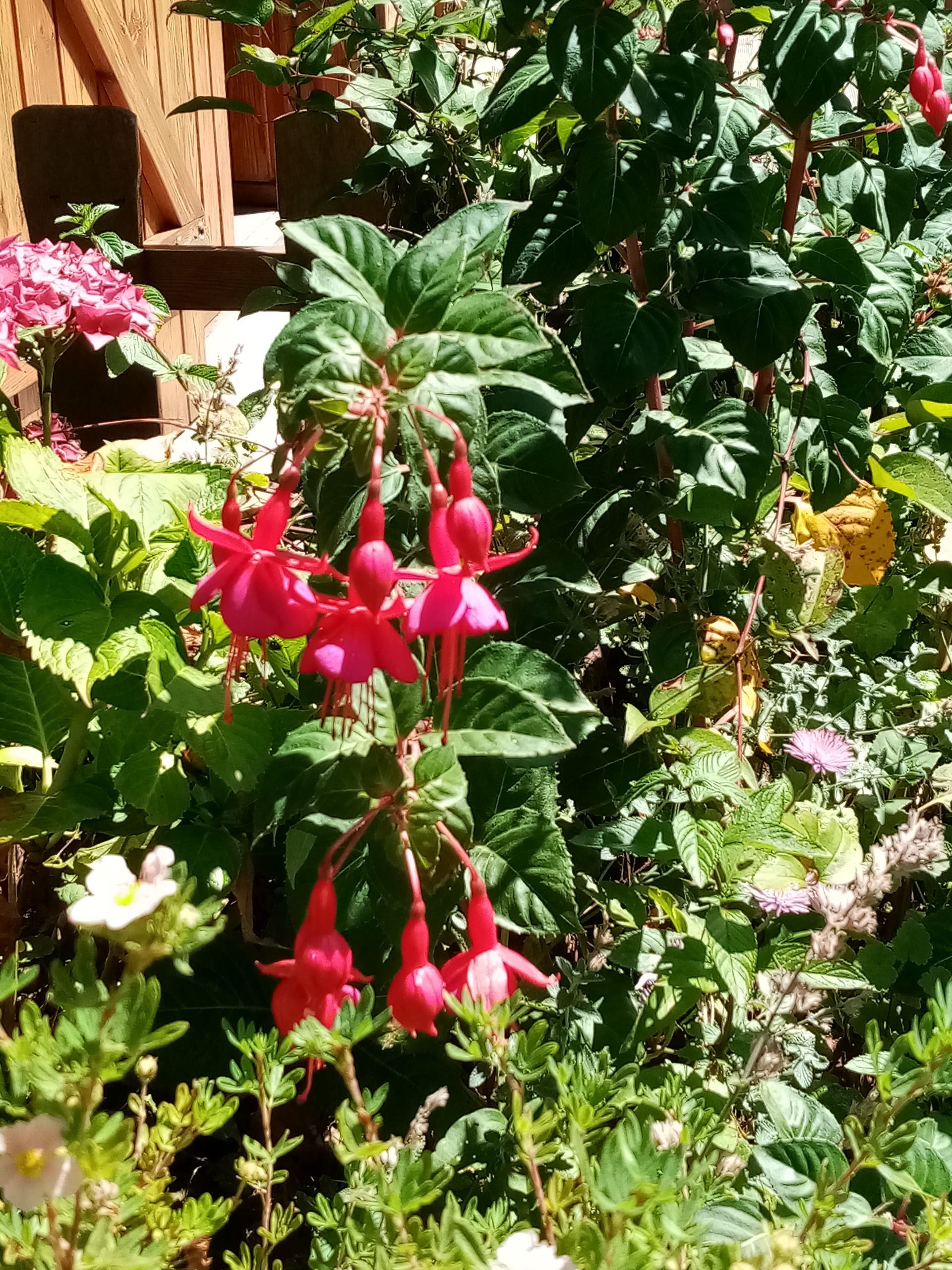 fushia