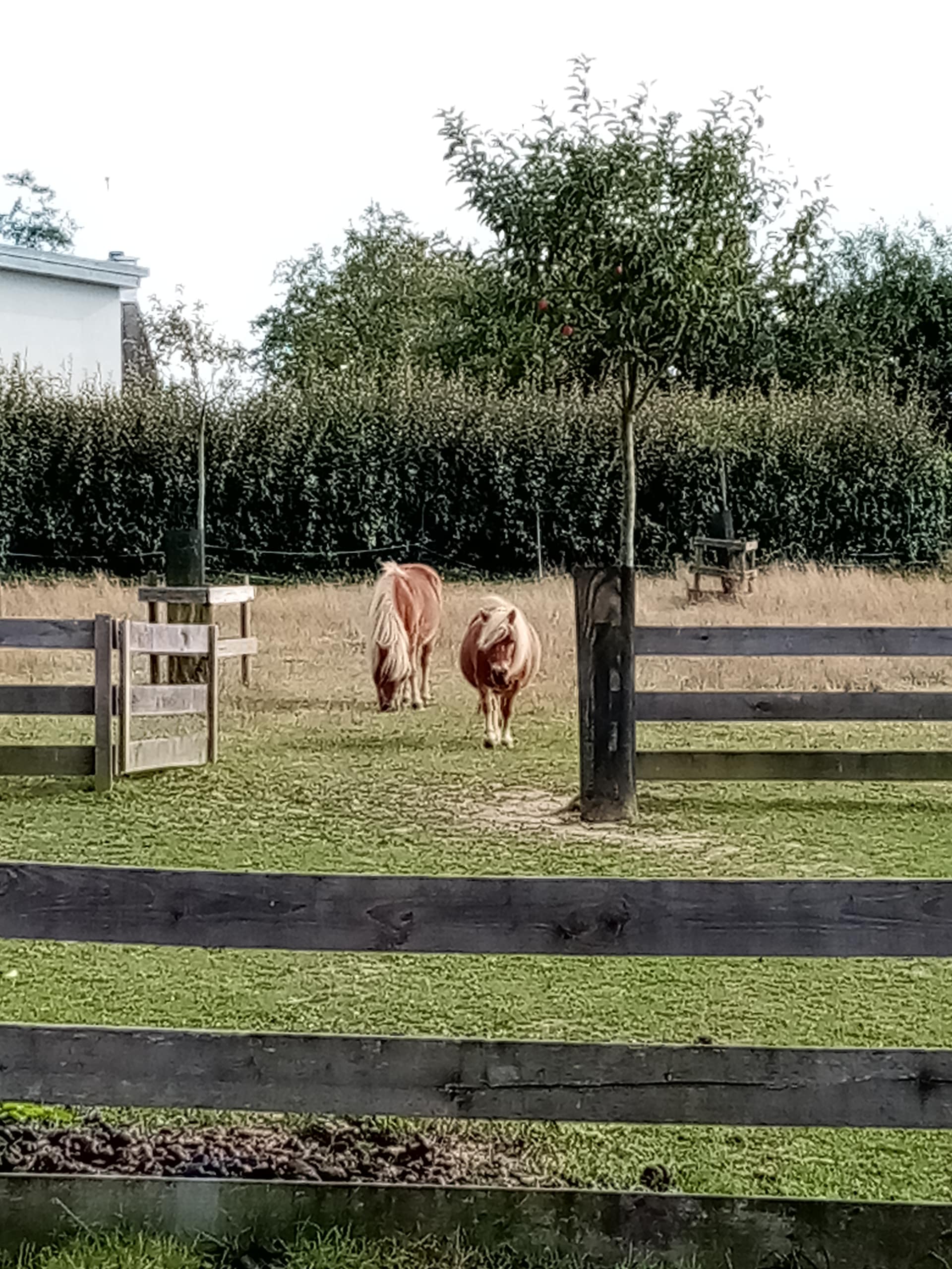 les tondeuses du camping