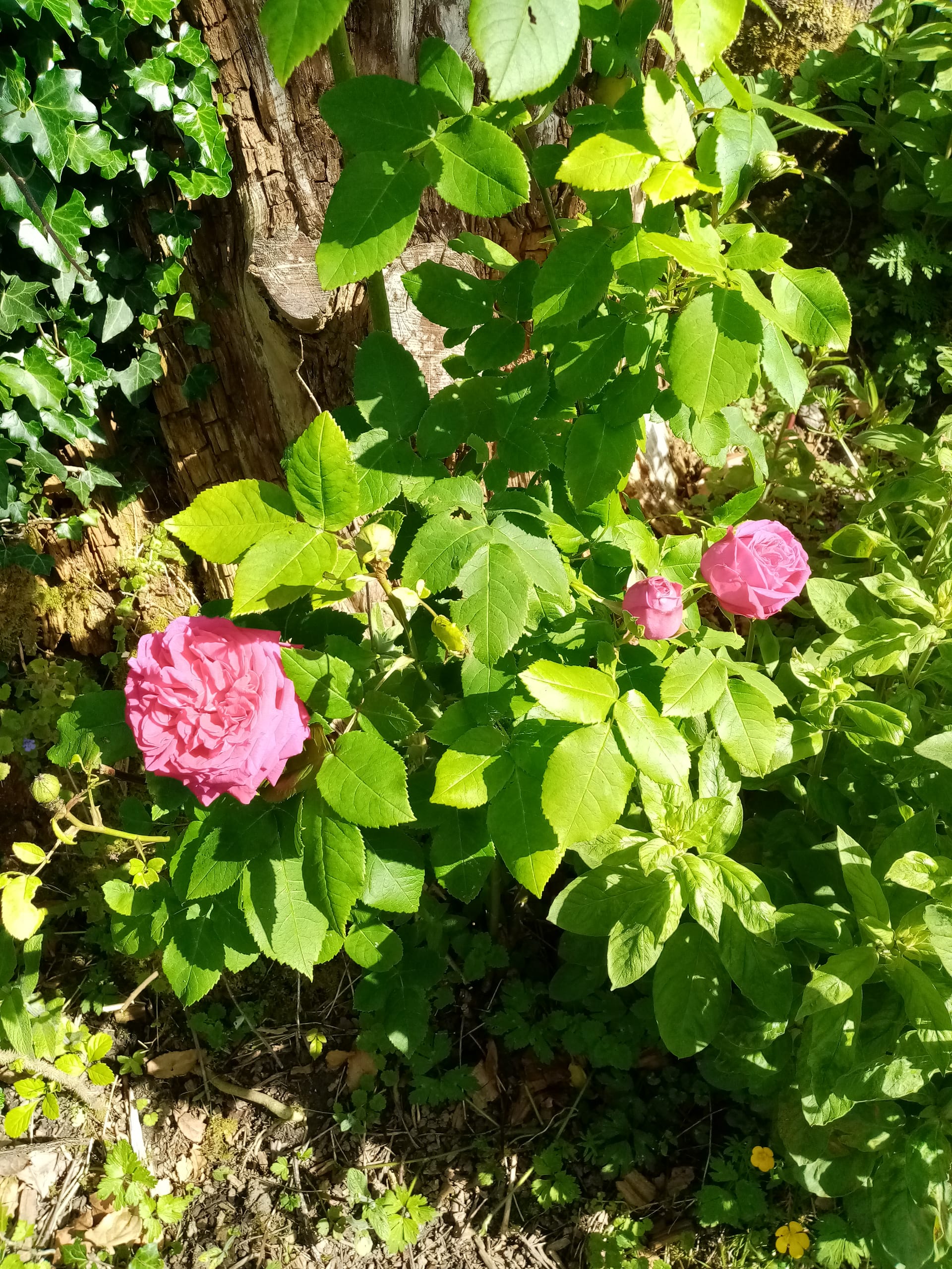 rose ancienne