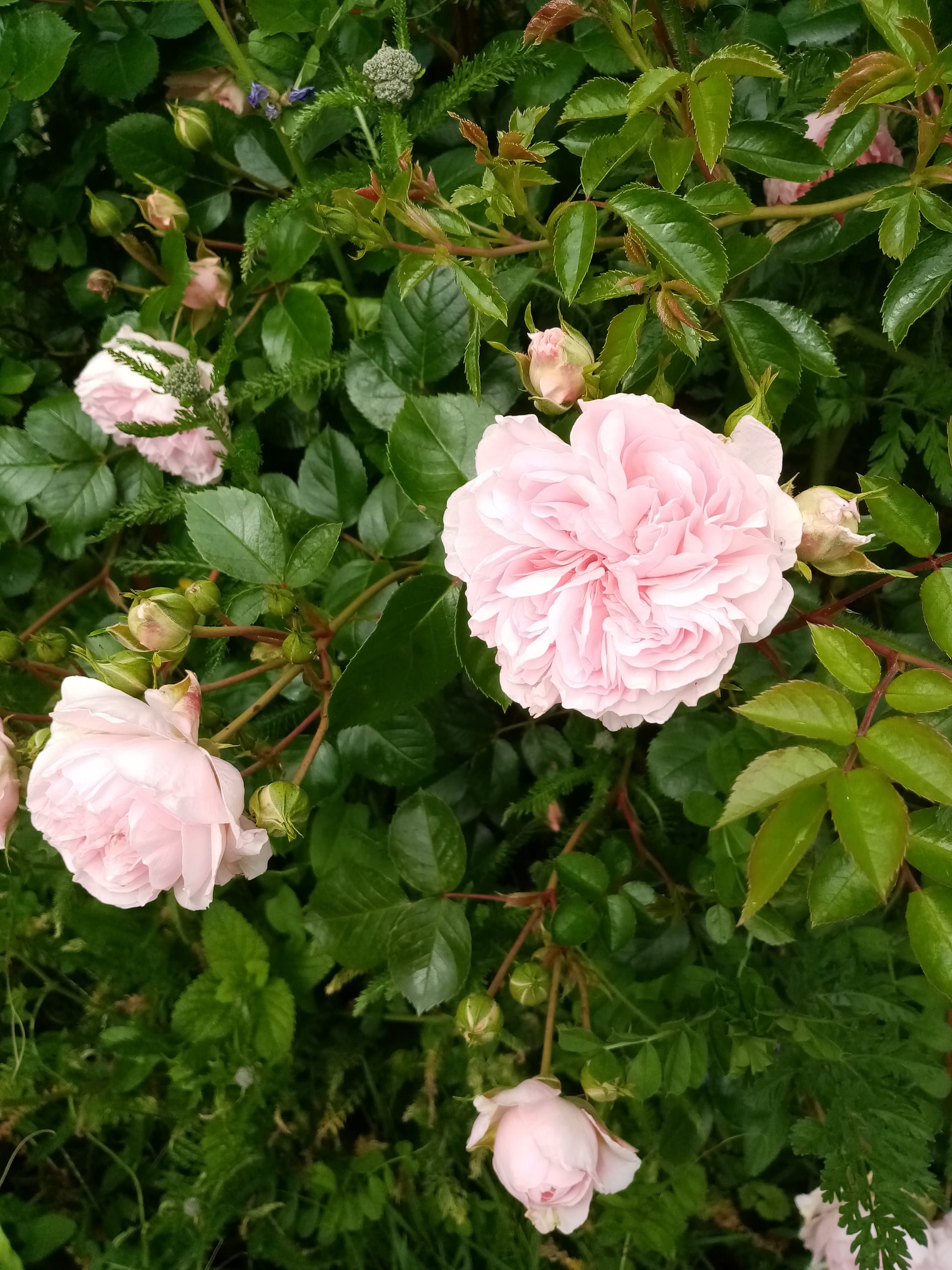 rose ancienne
