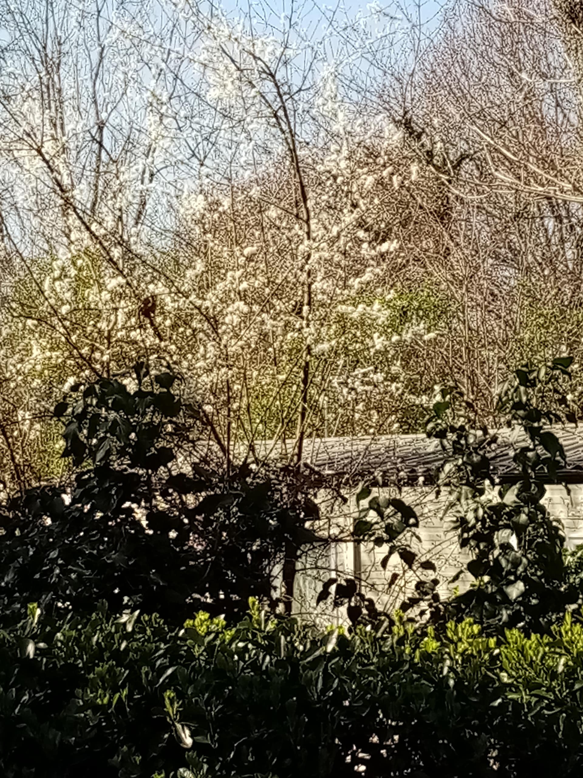 floraison printanière
