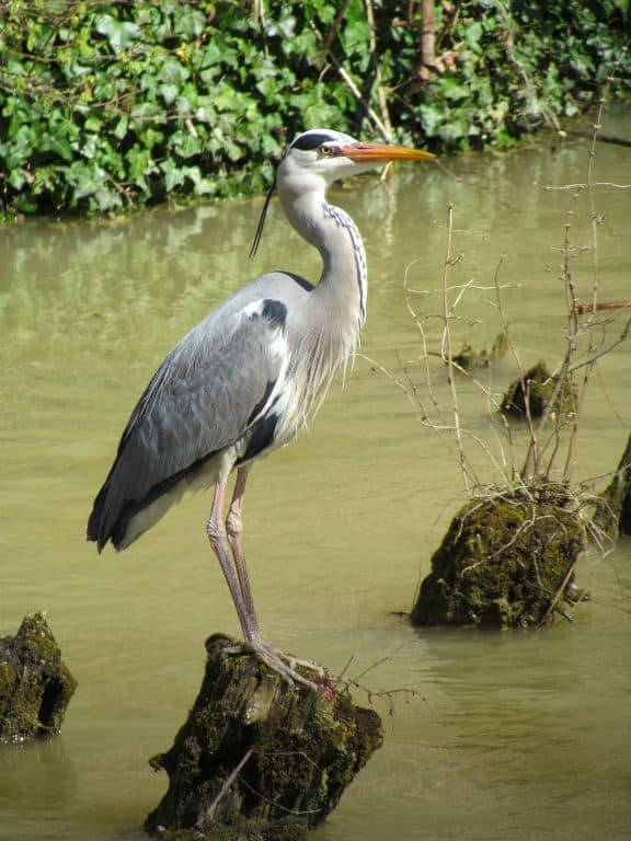Heron