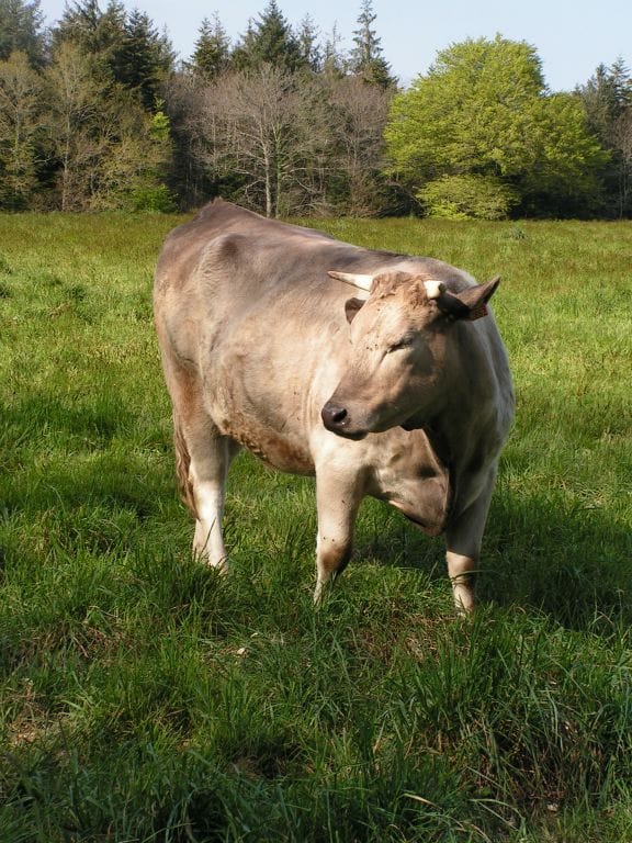 Vache