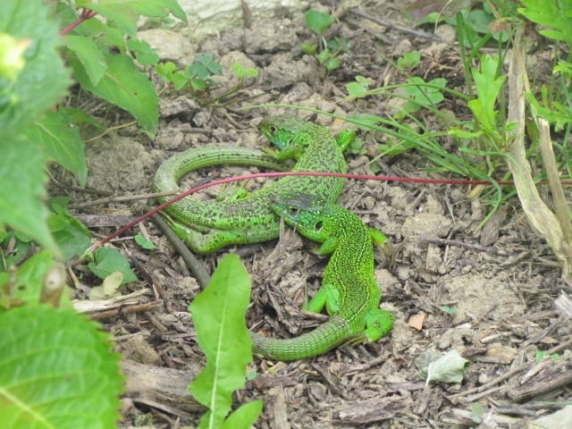 lézards vert